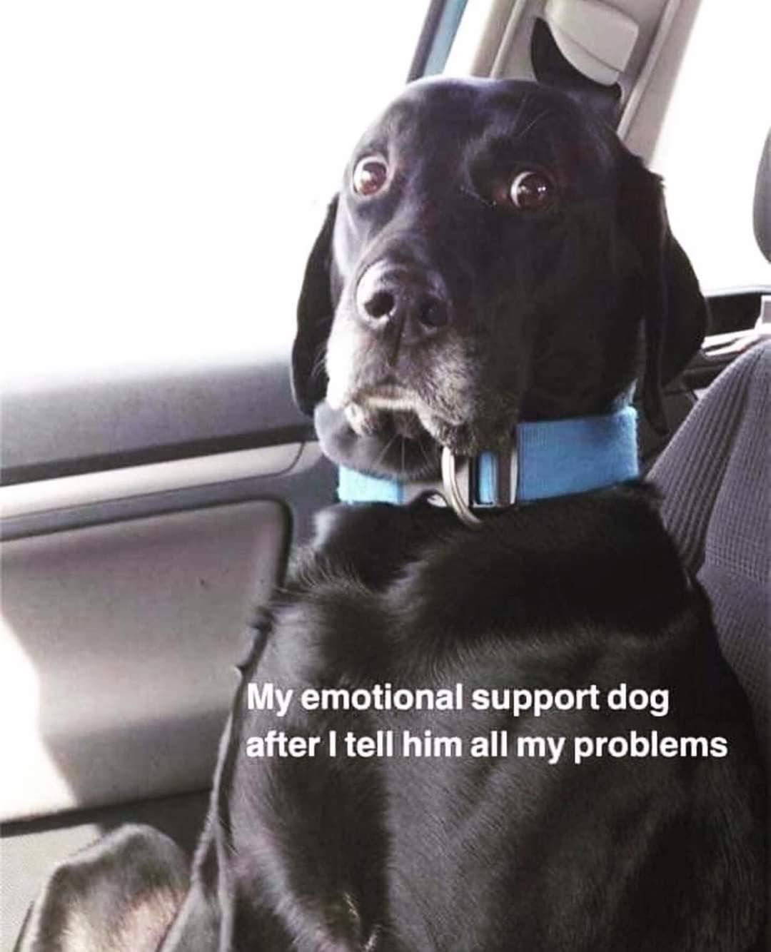 My emotional support dog after I tell him all my problems.