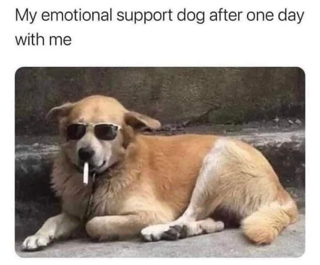 My emotional support dog after one day with me.