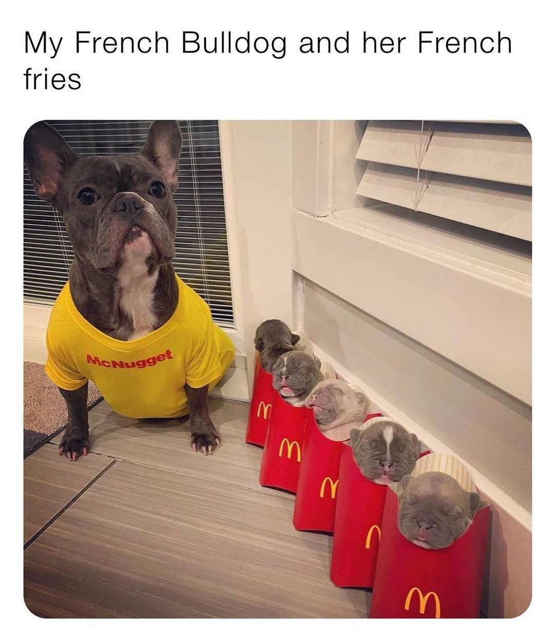 My French Bulldog and her French fries.