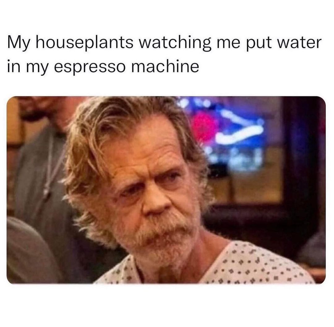 My houseplants watching me put water in my espresso machine.