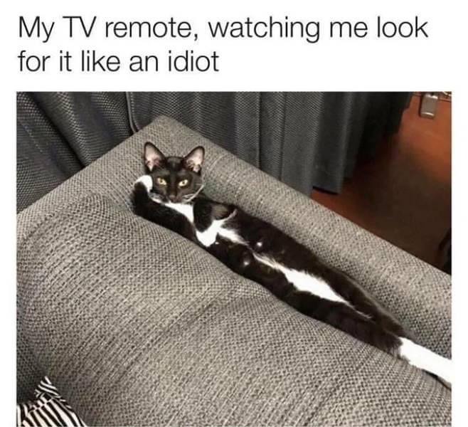 My TV remote, watching me look for it like an idiot.