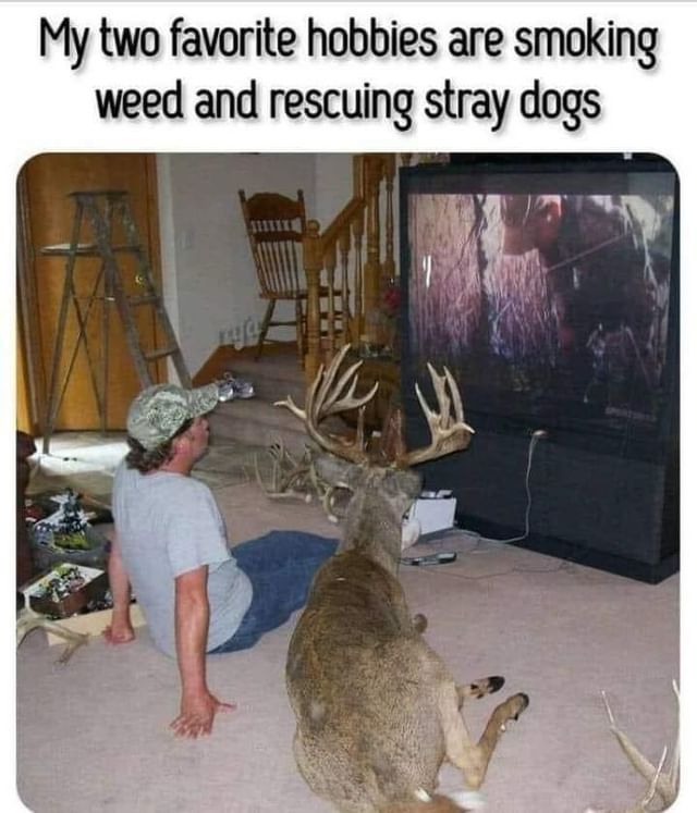 My two favorite hobbies are smoking weed and rescuing stay dogs.
