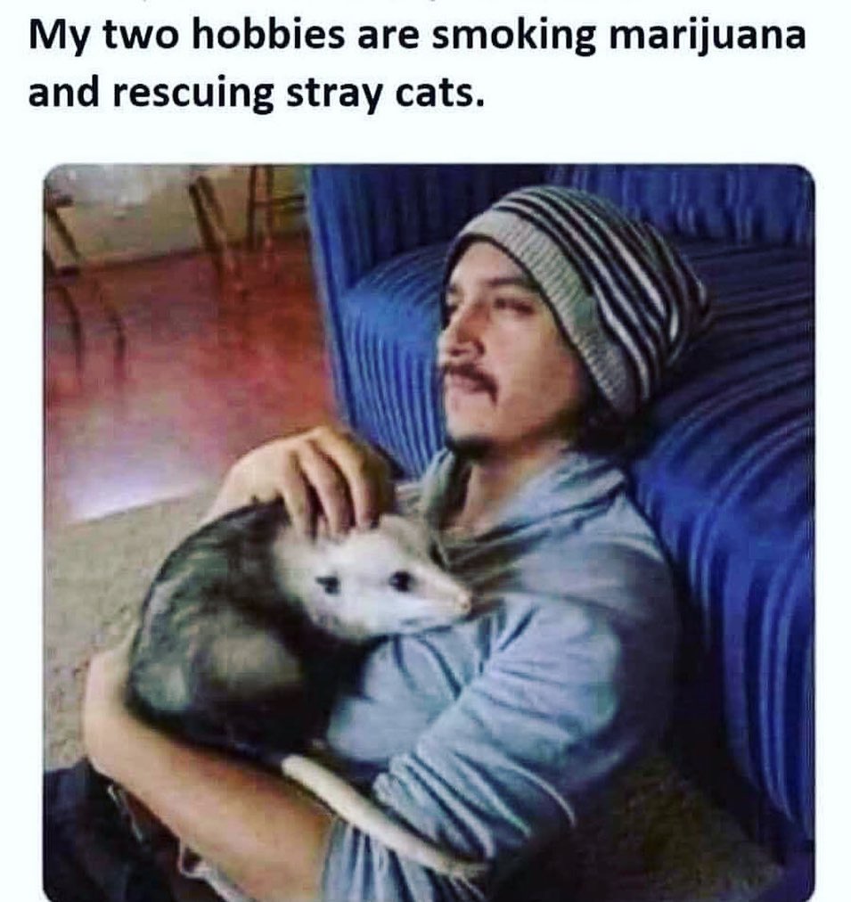 My two hobbies are smoking marijuana and rescuing stray cats.