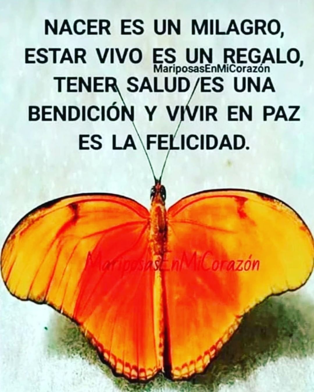 Nacer es un milagro, estar vivo es un regalo, tener salud es una bendición y vivir en paz es la felicidad.