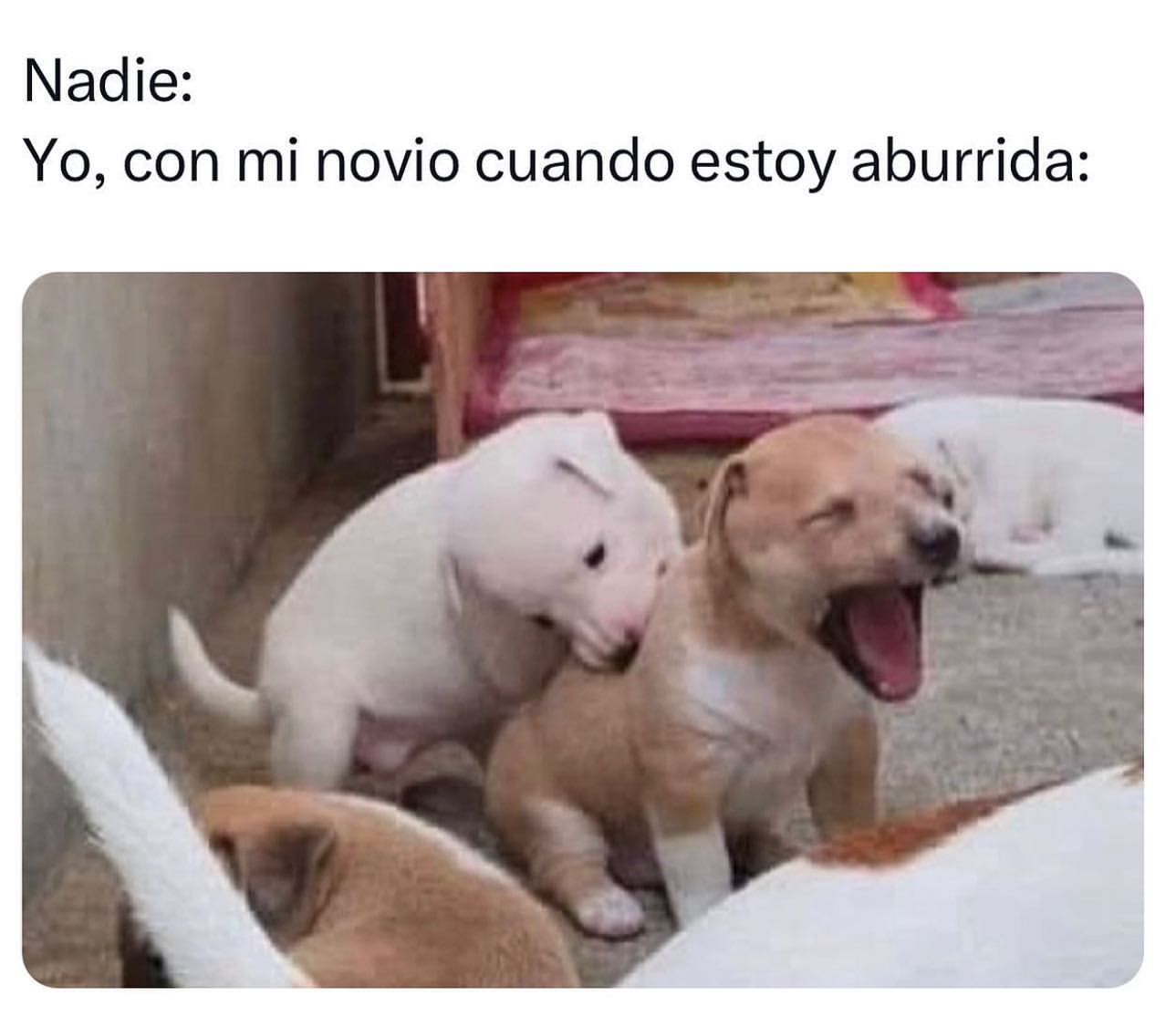 Nadie Yo Con Mi Novio Cuando Estoy Aburrida Memes 