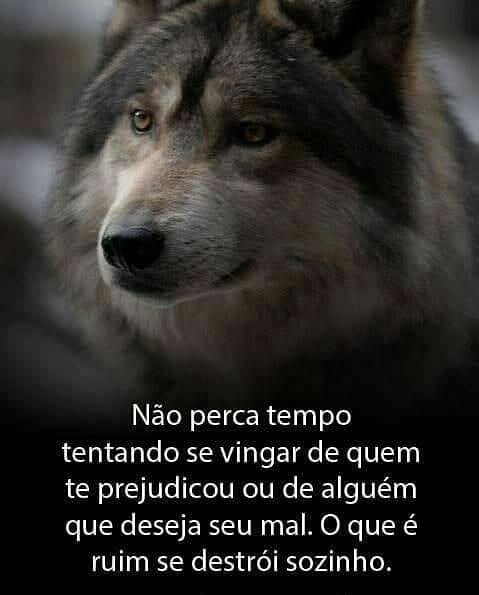 Não perca tempo tentando se vingar de quem te prejudicou ou de alguém que deseja seu mal. O que é ruim se destrói sozinho.