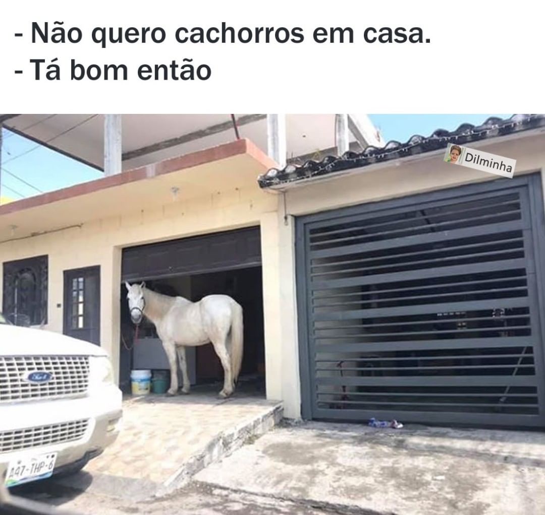 Não quero cachorros em casa. Tá bom então.