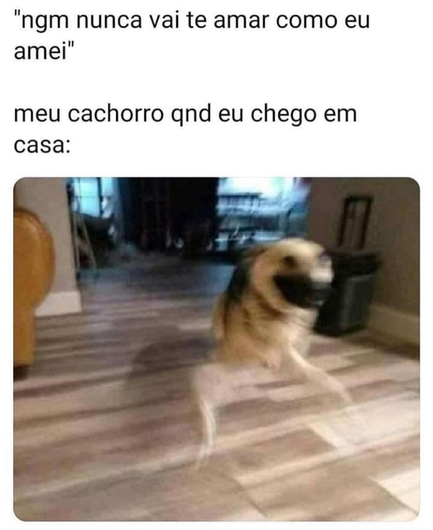 "ngm nunca vai te amar como eu amei" meu cachorro qnd eu chego em casa: