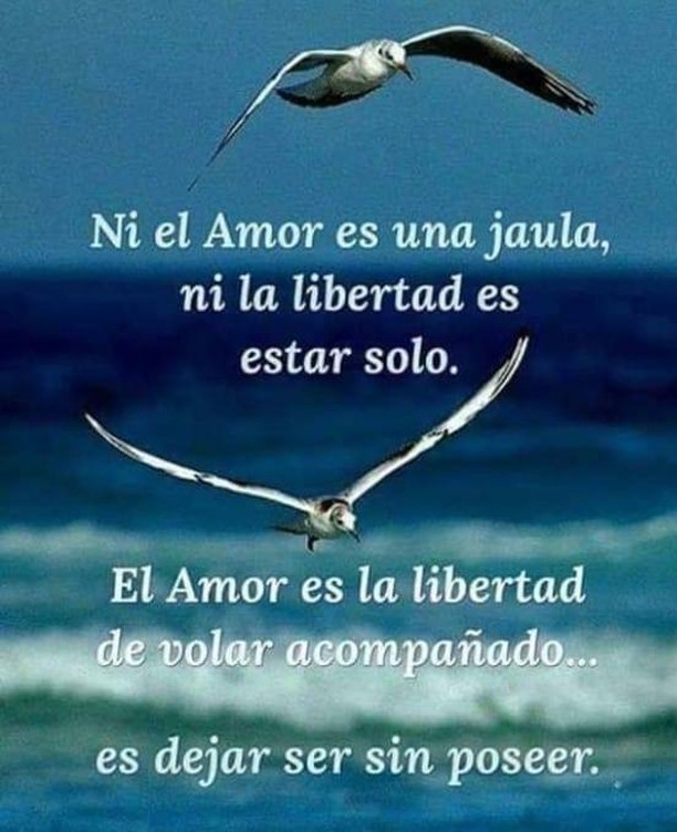 Ni El Amor Es Una Jaula Ni La Libertad Es Estar Solo El Amor Es La Libertad De Volar