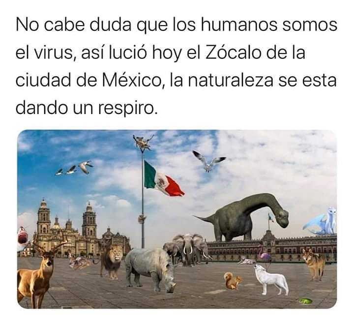 No cabe duda que los humanos somos el virus, así lució hoy el Zócalo de la ciudad de México, la naturaleza se esta dando un respiro.