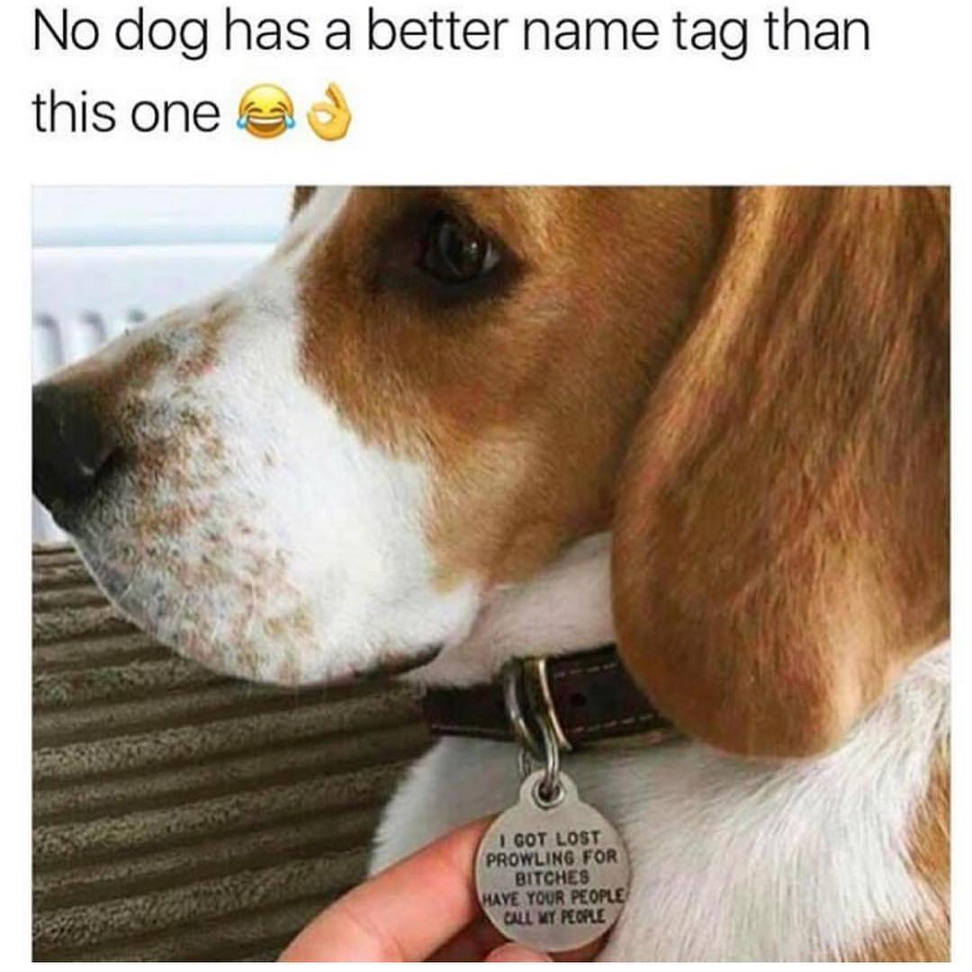 No dog has a better name tag than this one.  I got lost prowling for bitches have your people call my people.