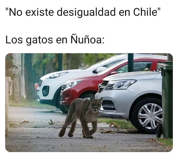 "No existe desigualdad en Chile". / Los gatos en Ñuñoa: