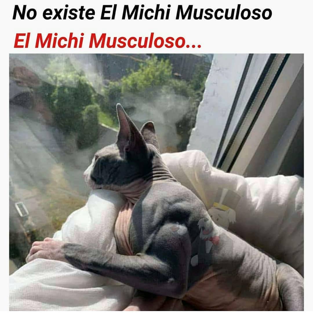 No existe El Michi Musculoso.  El Michi Musculoso...