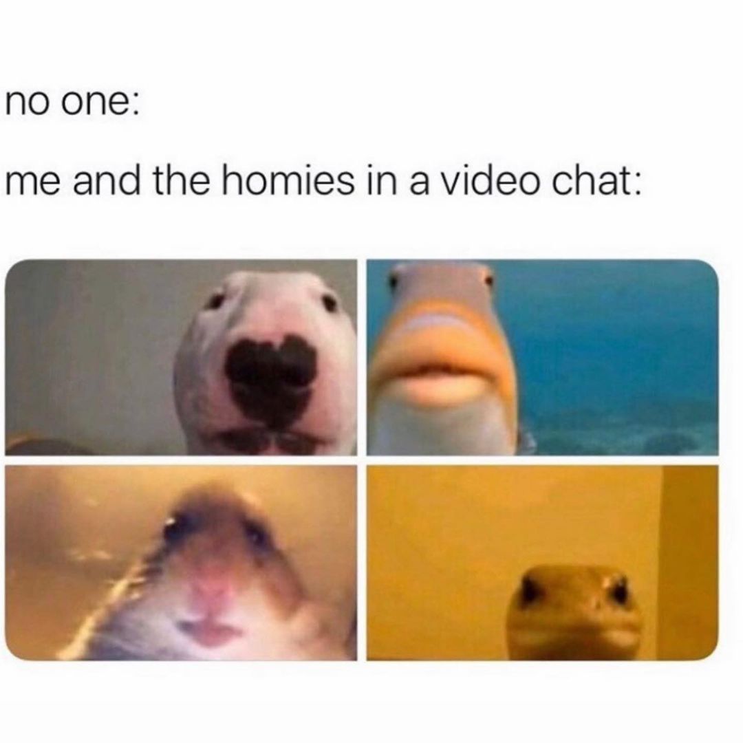 No one: Me and the homies in a video chat: