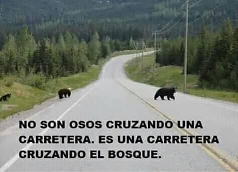 No son osos cruzando una carretera, es una carretera cruzando el bosque.