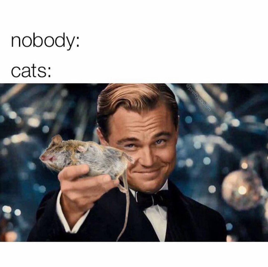 Nobody. Cats.