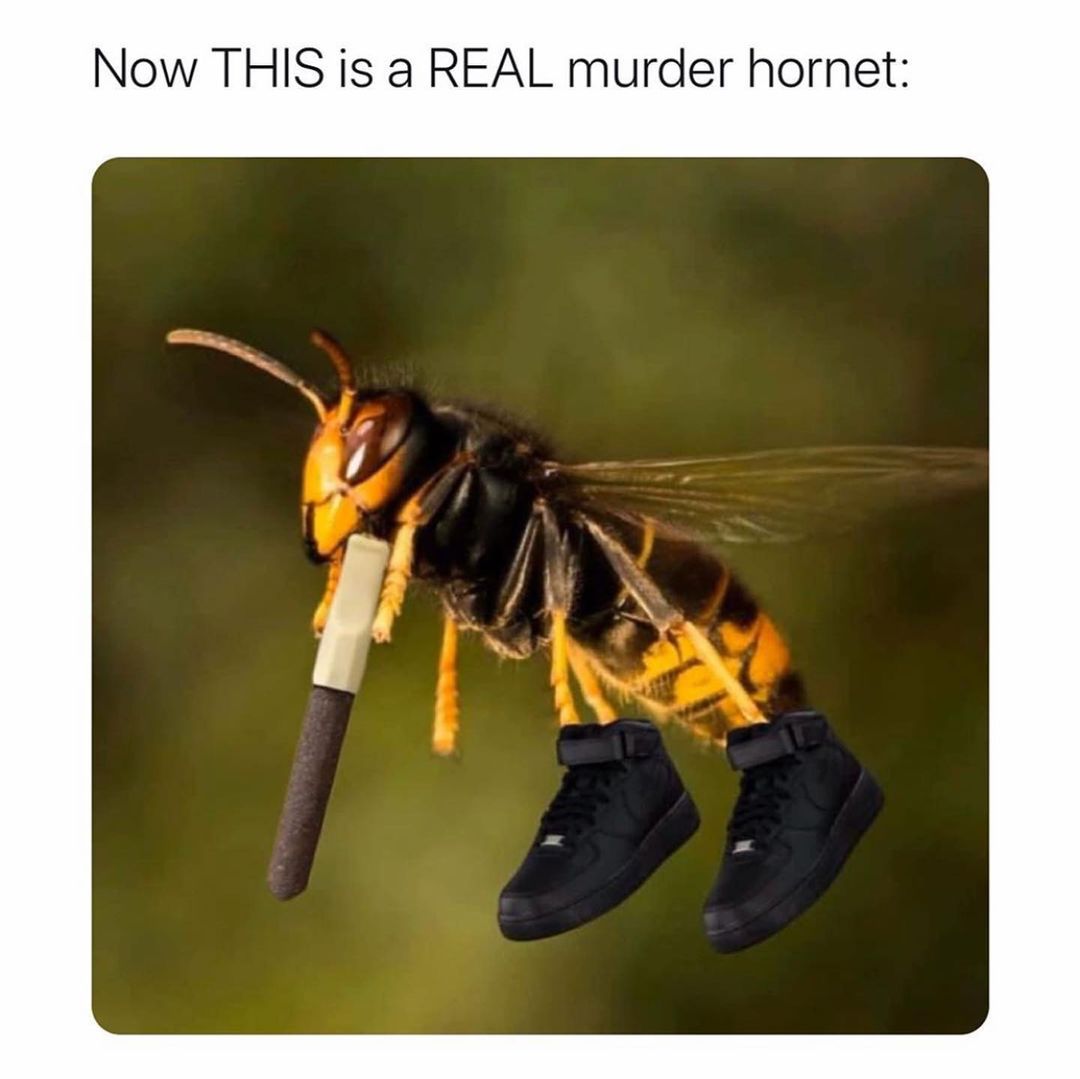 Now this is a real murder hornet: