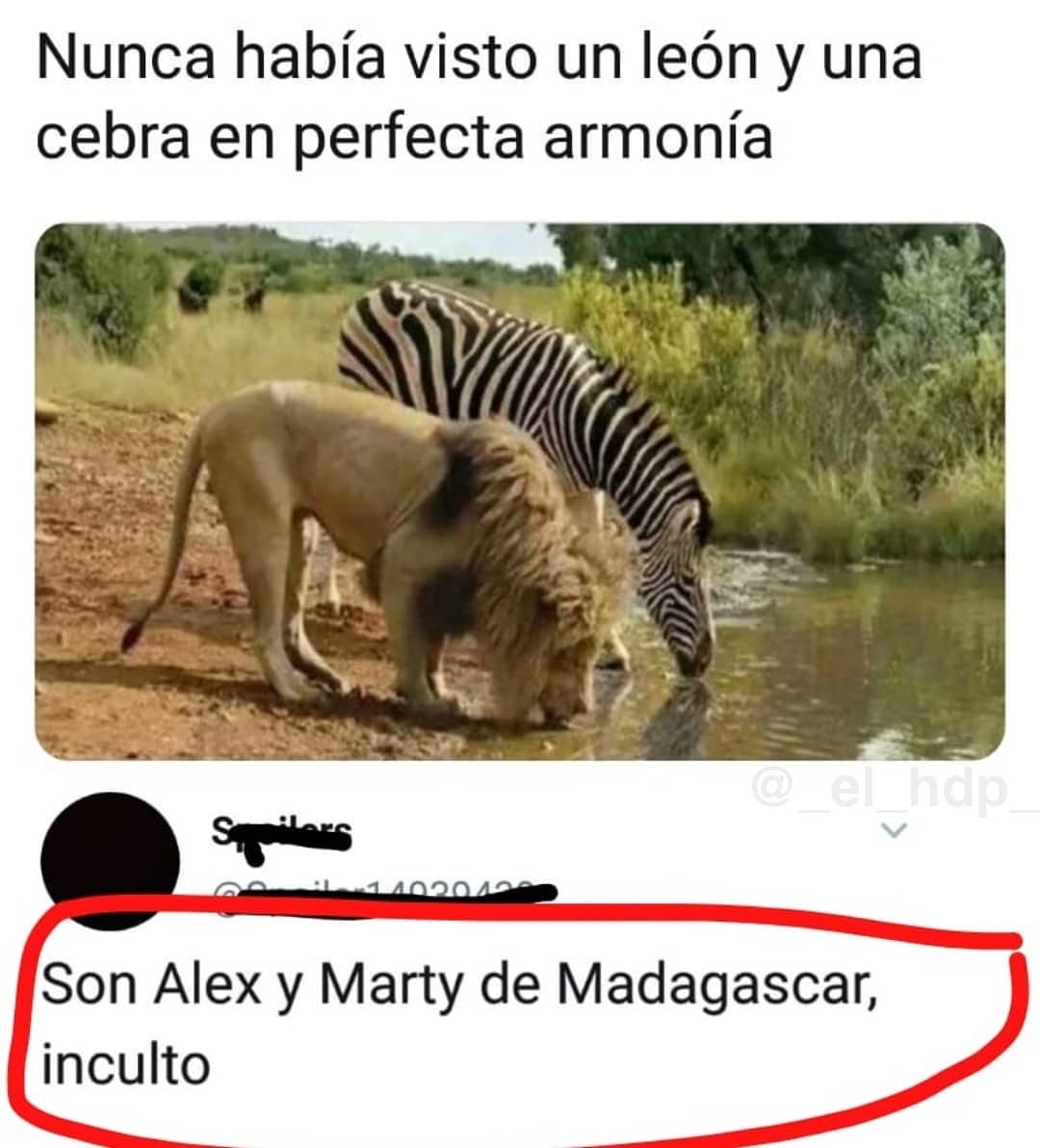 Nunca había visto un león y una cebra en perfecta armonía.  Son Alex y Marty de Madagascar, inculto.