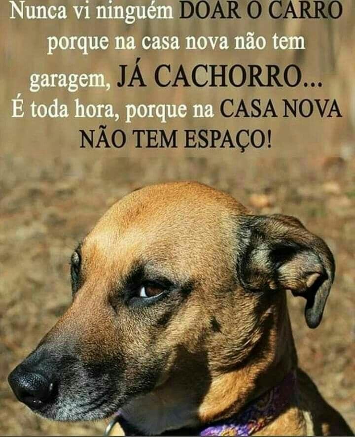 Nunca vi ninguém porque na casa nova não tem garagem, já cachorro... é toda hora, porque na casa nova não tem espaço!