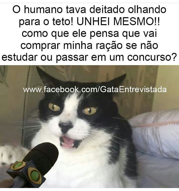 O humano tava deitado olhando para o teto! Unhei mesmo!! Como que ele pensa que vai comprar minha ração se não estudar ou passar em um concurso?