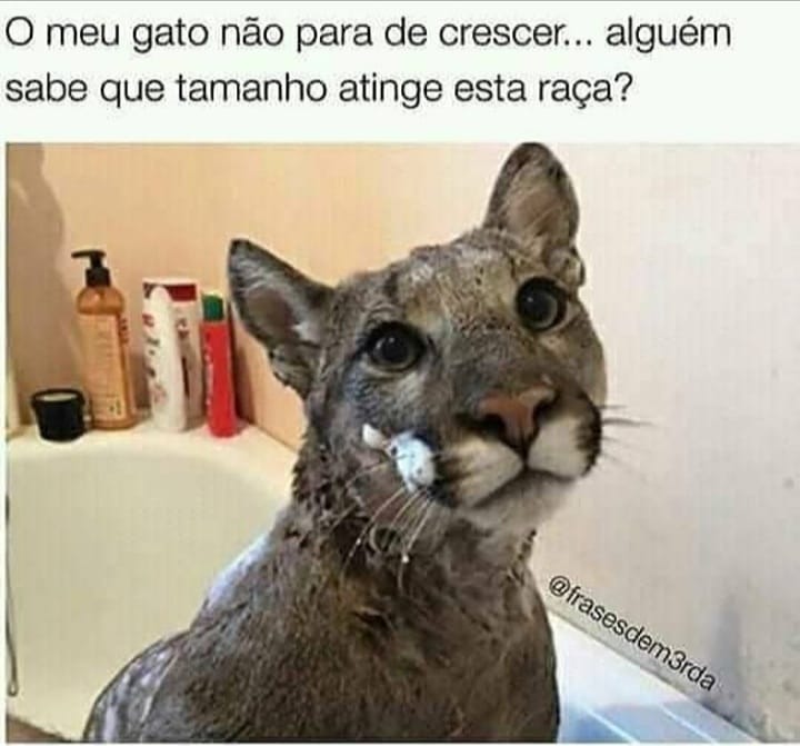 O Meu Gato N o Para De Crescer Algu m Sabe Que Tamanho Atinge Esta 