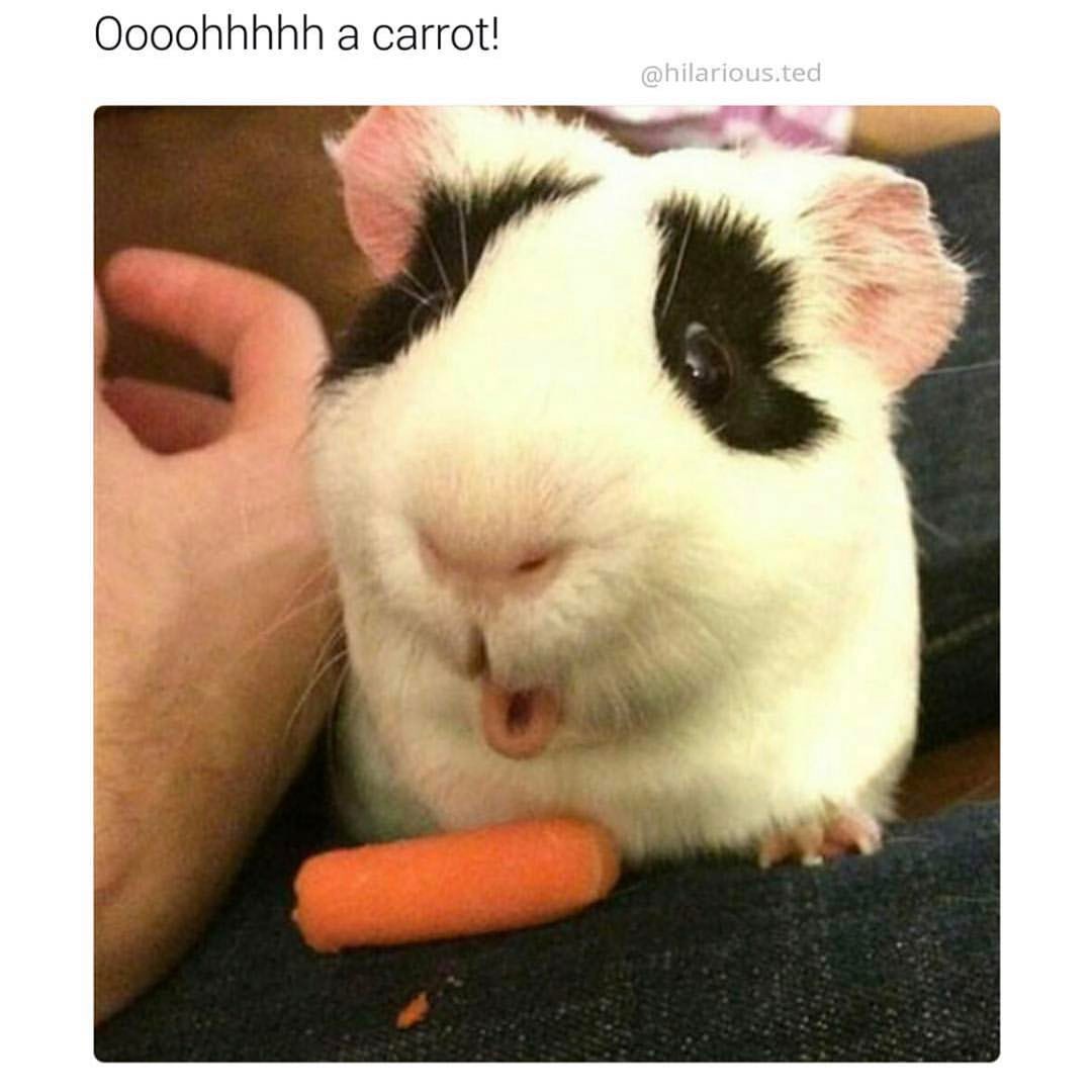 Oooohhhhh a carrot!