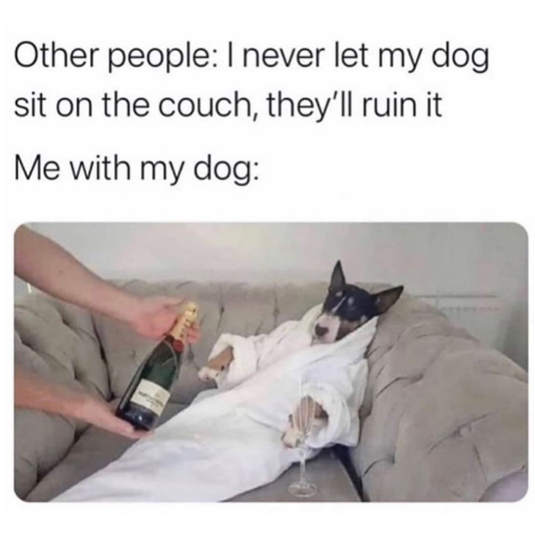 Other people: I never let my dog sit on the couch, they'll ruin it. Me with my dog: