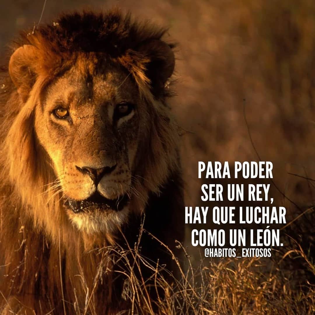 Para poder ser un rey, hay que luchar como un león. - Frases