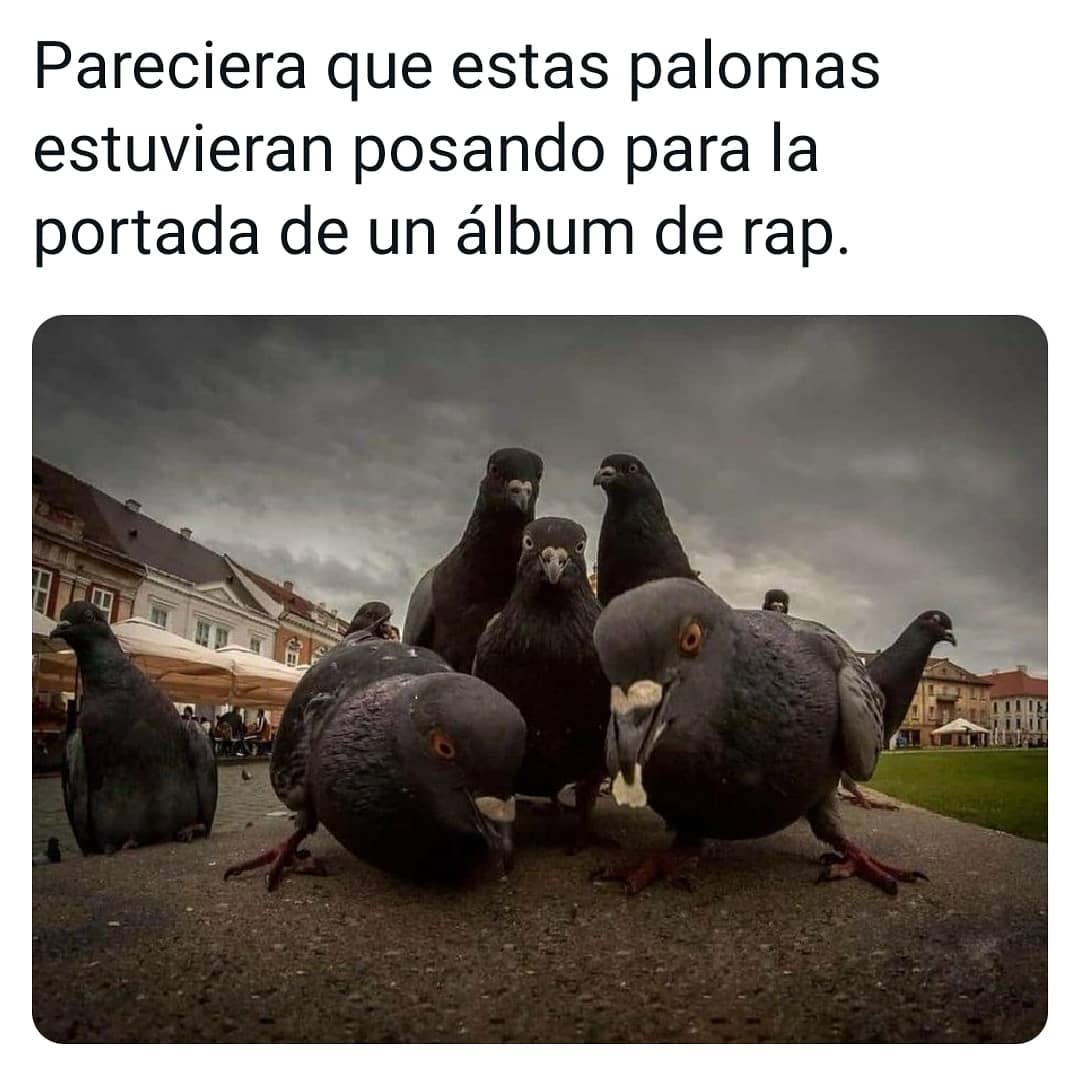 Pareciera que estas palomas estuvieran posando para la portada de un álbum de rap.