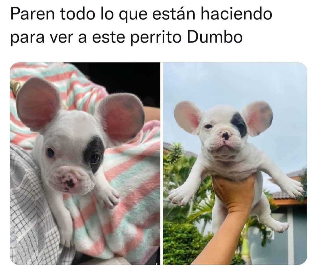 Paren todo lo que están haciendo para ver a este perrito Dumbo.