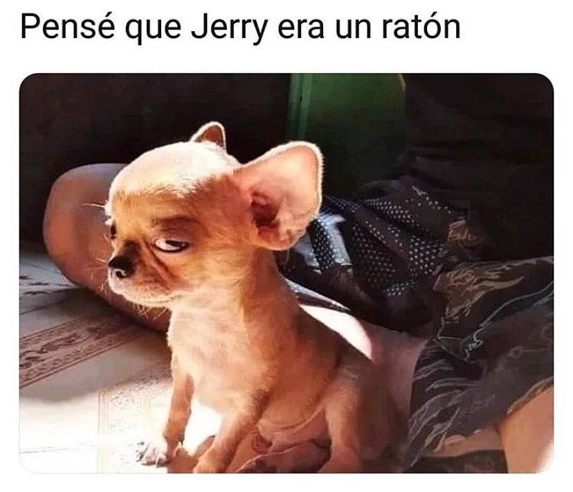 Pensé que Jerry era un ratón...