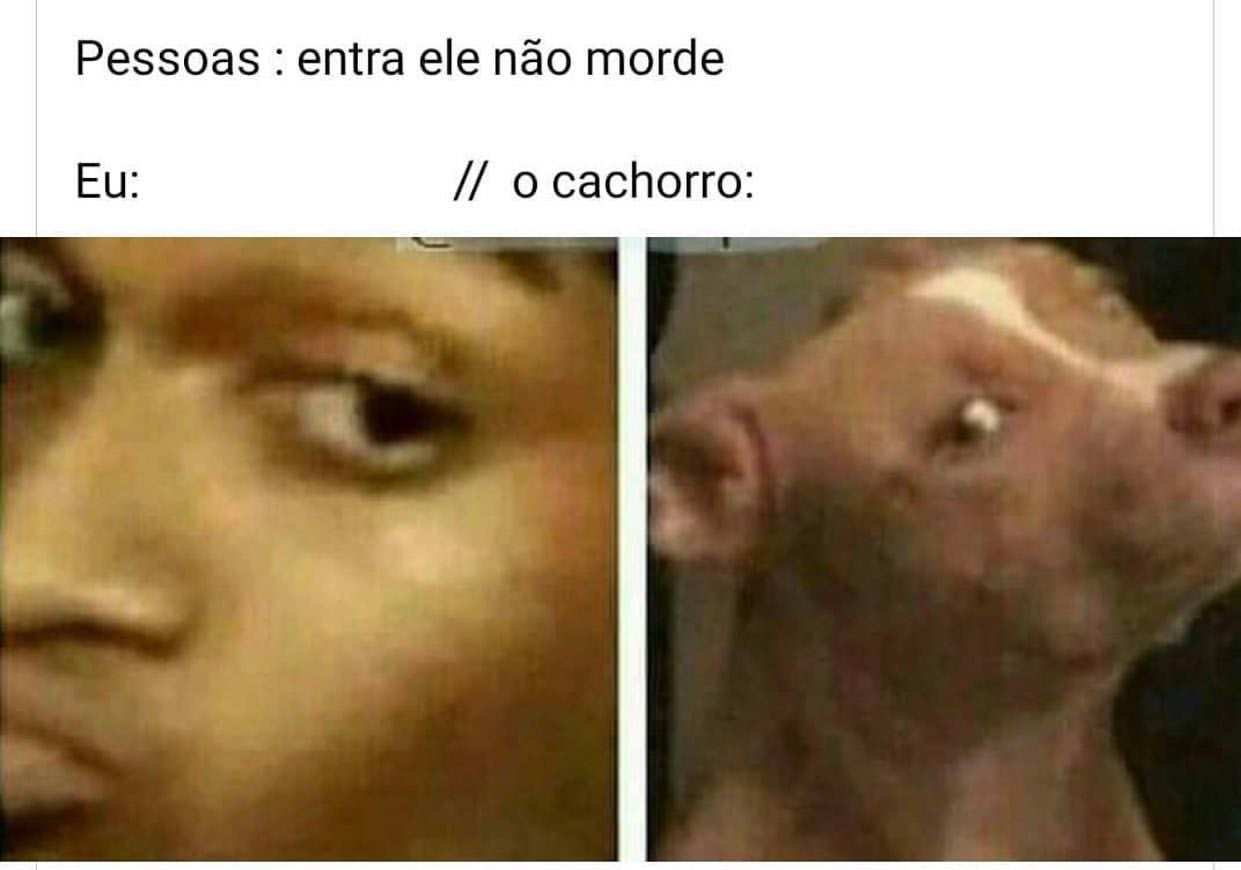 Pessoas: entra ele não morde. Eu: // o cachorro: