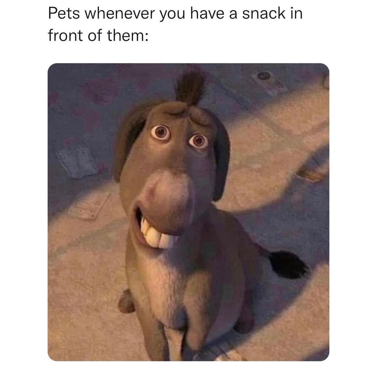 Pets whenever you have a snack in front of them: