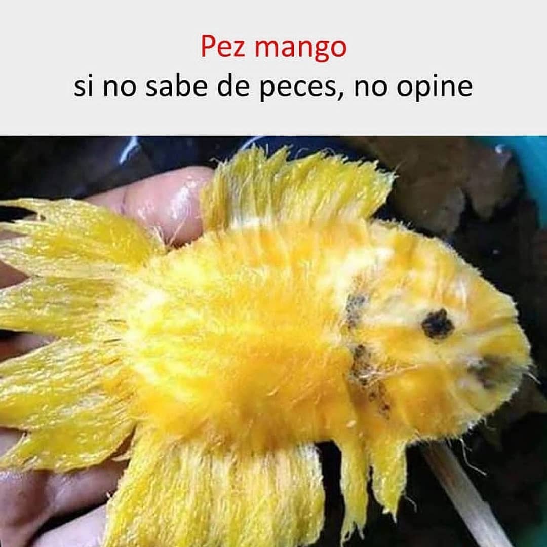 Pez mango si no sabe de peces, no opine.