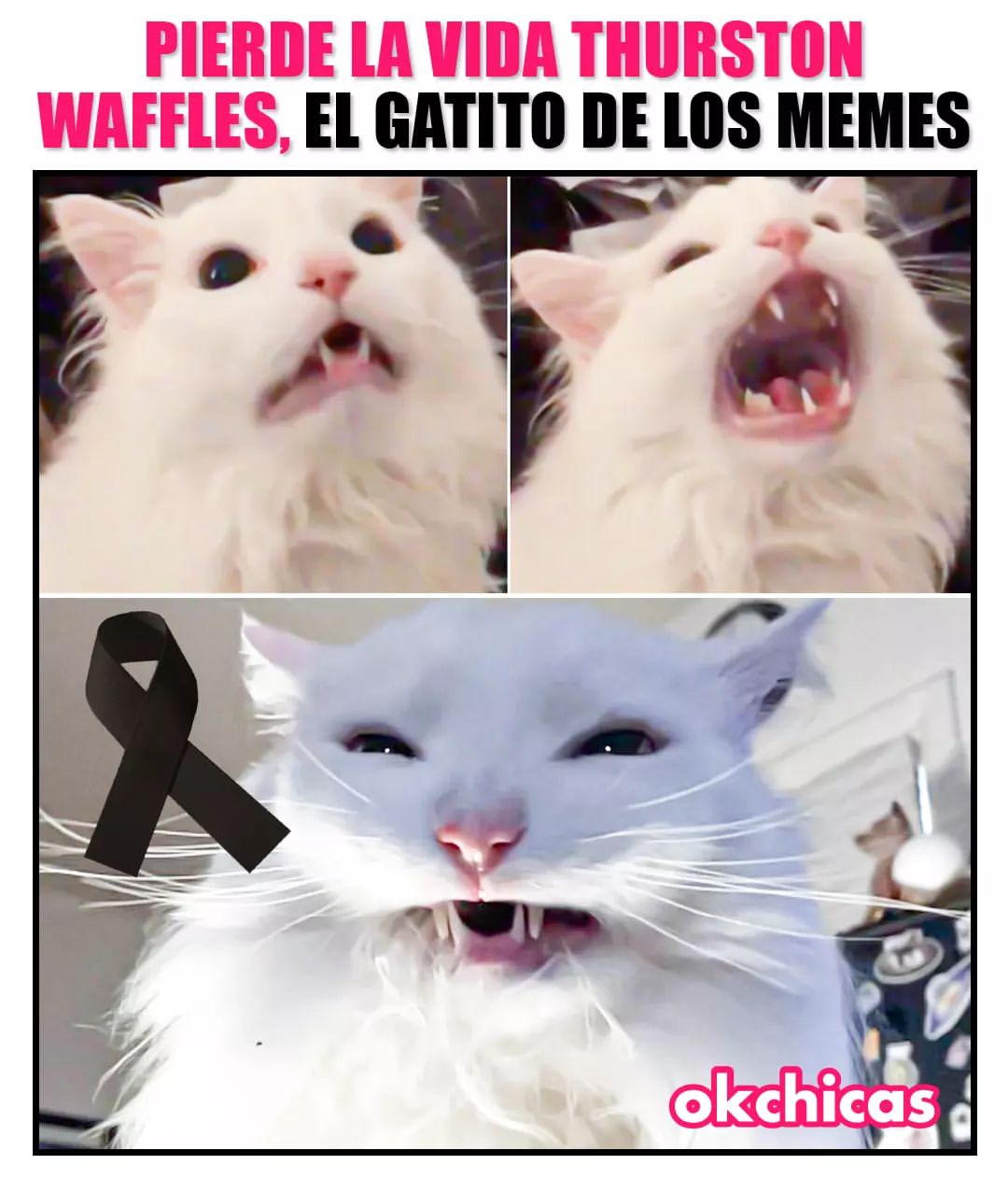 Pierde la vida Thurston Waffles, el gatito de los memes.