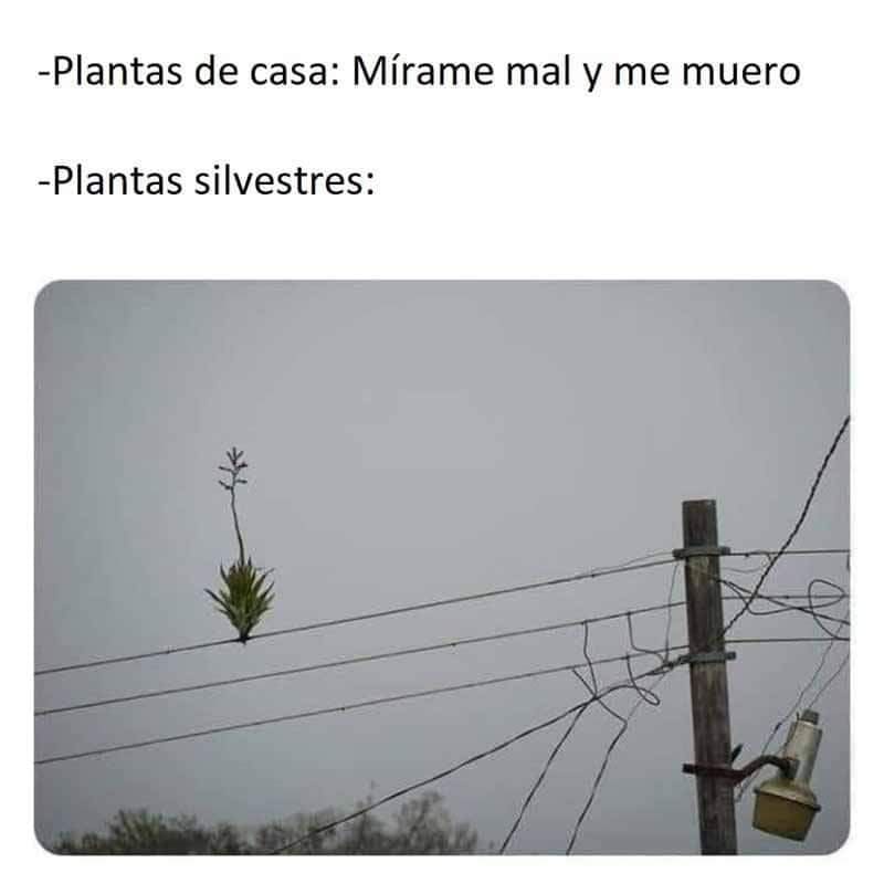 Plantas de casa: "mírame mal y me muero".  Plantas silvestres: