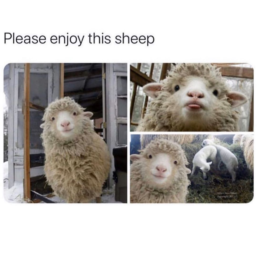 Please enjoy this sheep.