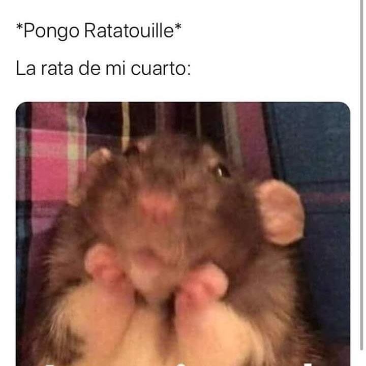 Pongo Ratatouille. La rata de mi cuarto.