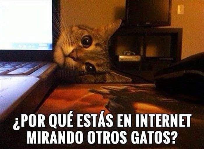 ¿Por qué estás en internet mirando otros gatos?