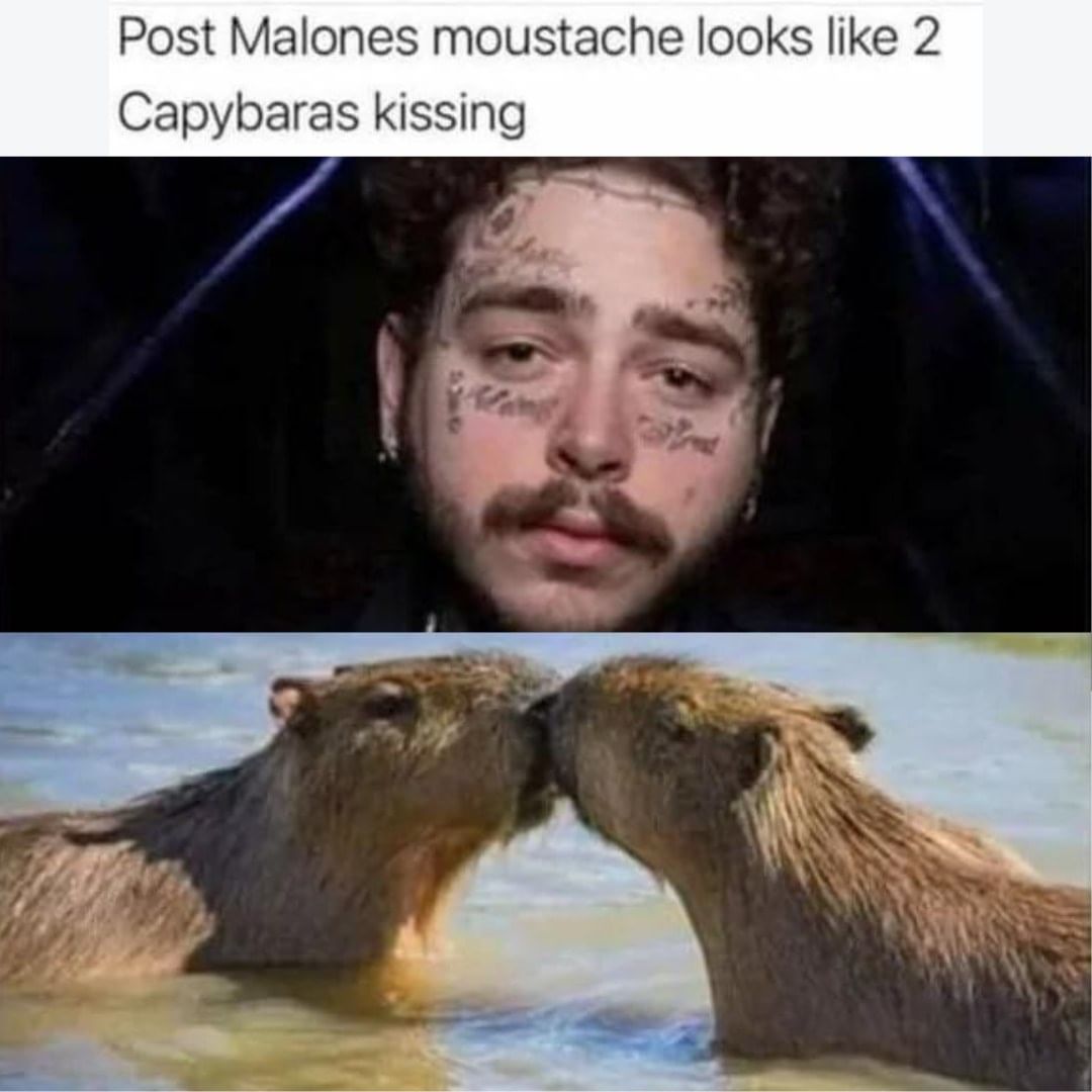 Post Malones moustache looks like 2 Capybaras kissing.