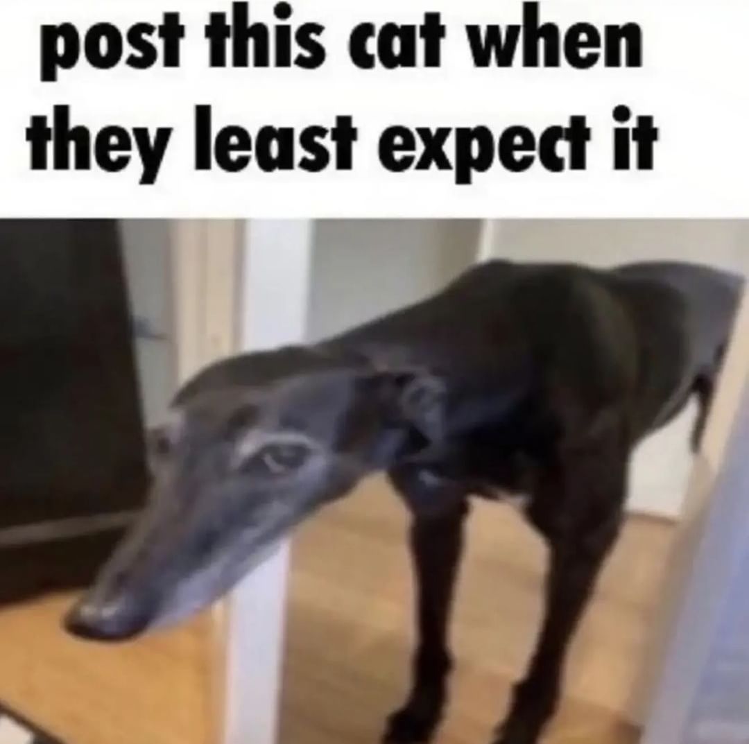 Post this cat when they least expect it.