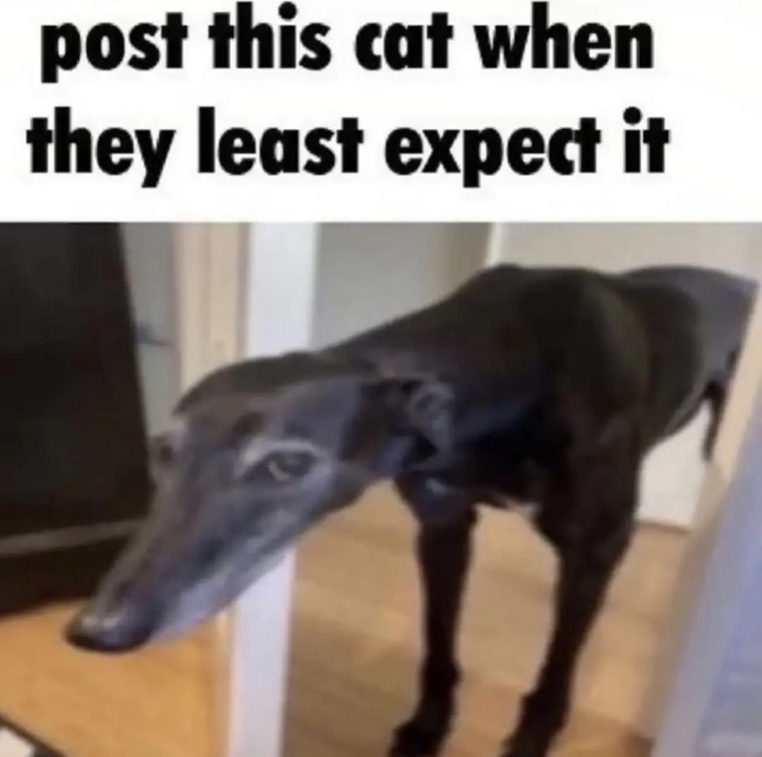 Post this cat when they least expect it. - Funny