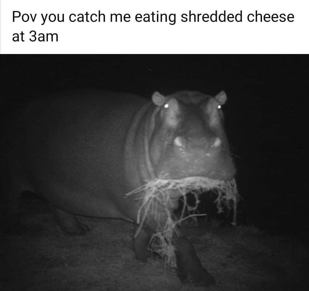 pov-you-catch-me-eating-shredded-cheese-at-3am-funny