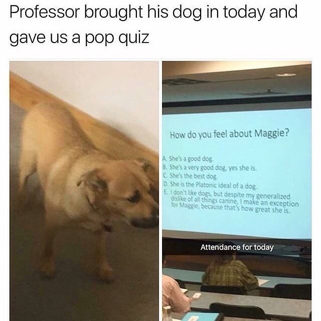 Professor brought his dog in today and gave us a pop quiz.