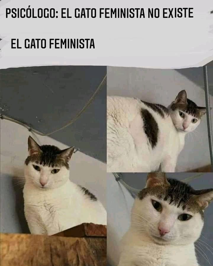 Psicólogo: el gato feminista no existe.  El gato feminista.
