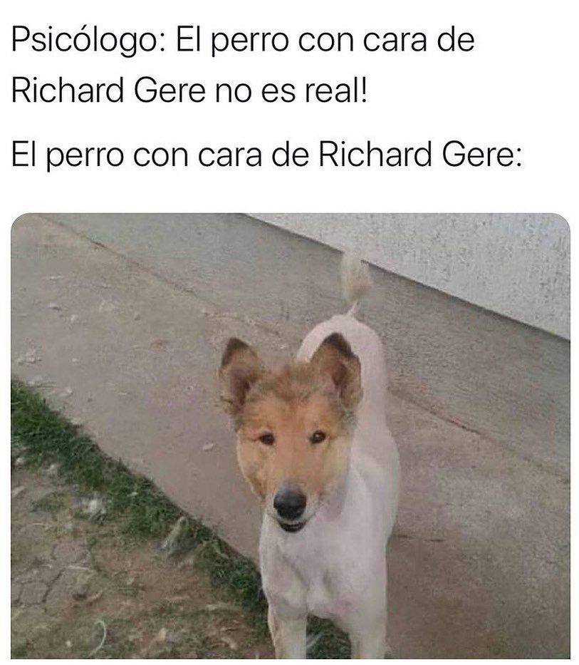 Psicólogo: El perro con cara de Richard Gere no es real!  El perro con cara de Richard Gere: