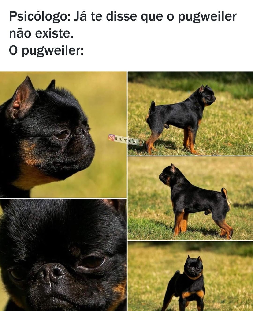 Psicólogo: Já te disse que o pugweiler não existe. O pugweiler: