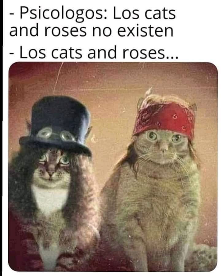 Psicologos: Los cats and roses no existen.  Los cats and roses...