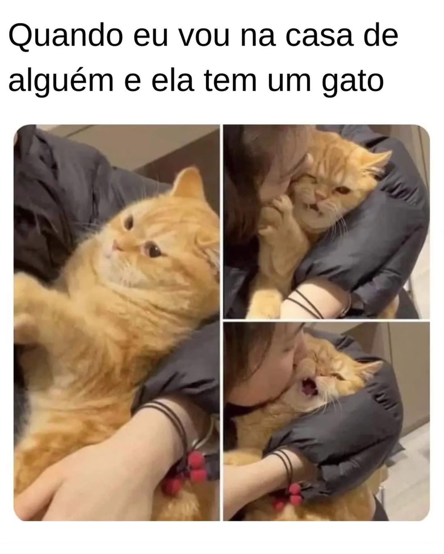 Quando eu vou na casa de alguém e ela tem um gato.