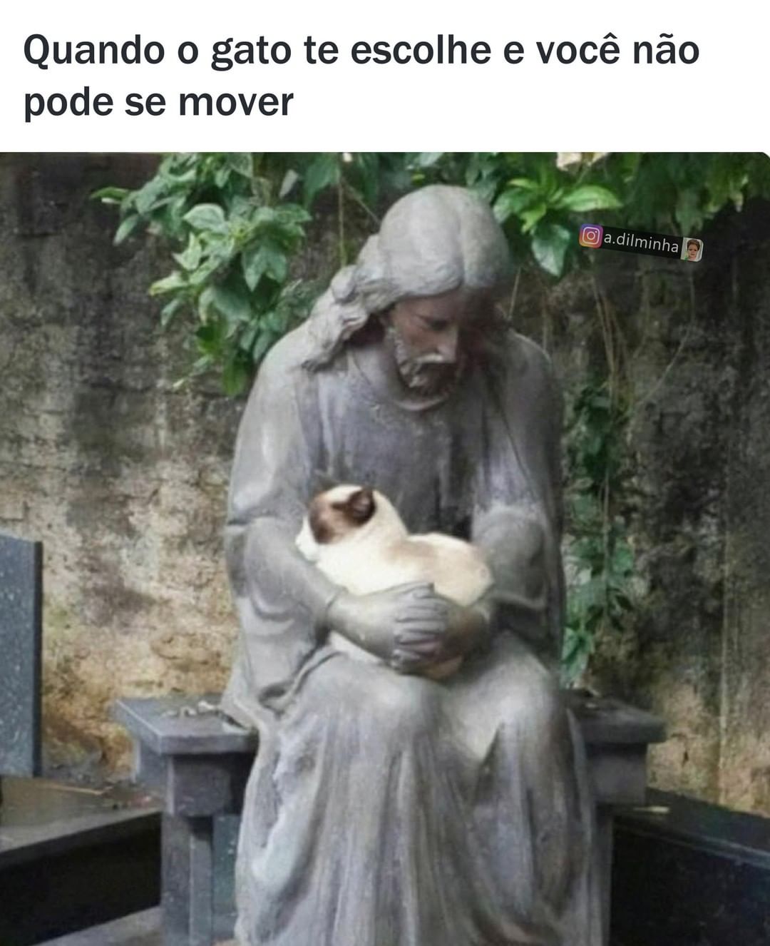 Quando o gato te escolhe e você não pode se mover.